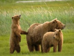 Familia de osos en una verde pradera