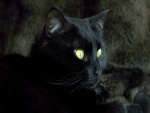 Gato negro de ojos verdes