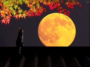 Gato en un tejado mirando la luna llena