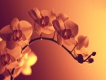 Rama de orquídea