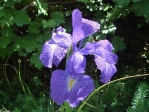 Postal: Lirio azul (Iris latifolia)