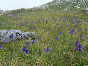 Postal: Campo de Iris (Iris latifolia) en los Pirineos