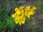 Flor de amancay
