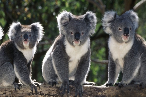Tres koalas