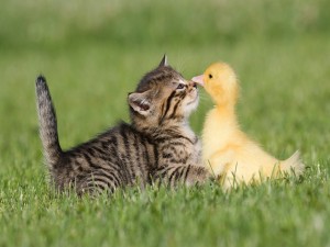 Amistad entre un gato y un pato