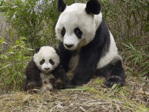 Mamá Panda con su pequeño osezno