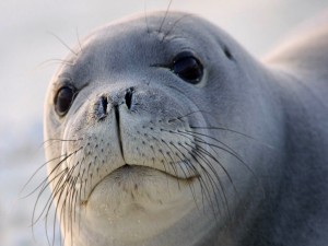 Cara de foca
