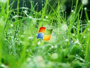 Postal: Windows en la hierba