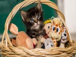 Gatito en una cesta con sus juguetes