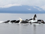Ballenas jorobadas en Alaska