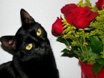 Gato oliendo unas rosas