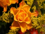 Una rosa naranja