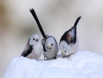 Tres pajaritos comiendo nieve