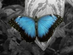 Mariposa azul sobre una hoja gris