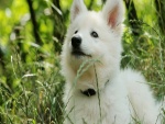 Cachorro de perro blanco