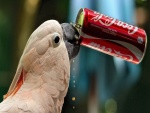 Un lorito tomando Coca-Cola