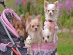 Chihuahuas en una silla de paseo