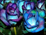 Rosas tintadas de azul