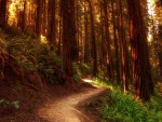 Un camino del bosque