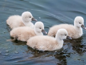 Postal: Polluelos de cisne nadando en el agua