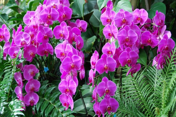 Orquídeas color lila