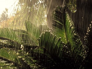 Lluvia sobre unas plantas verdes