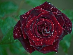 Postal: Una rosa con gotas de rocío