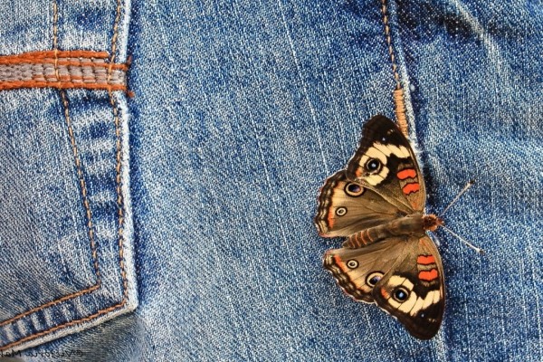 Una mariposa sobre un pantalón vaquero