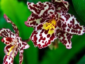 Postal: Orquídea blanca y púrpura