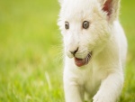 Cachorro de león blanco