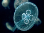Una medusa vista de cerca