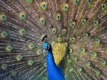 Pavo real mostrando su hermoso plumaje