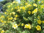 Florecillas amarillas