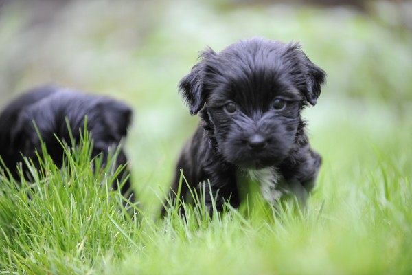 Perritos negros en la hierba