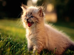 Gatito enfadado