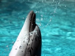 Delfín salpicando agua