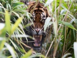 Tigre entre la hierba mostrando sus fauces