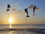 Delfines en el aire