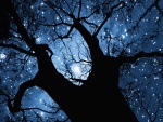 Estrellas entre las ramas de un árbol