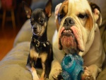Chihuahua y bulldog, dos buenos amigos