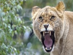 Una leona enojada