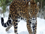 Jaguar caminando en la nieve