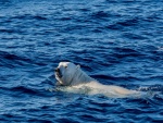 Oso polar nadando en el mar