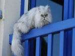Gato blanco en el balcón