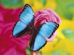 Mariposa azul en una rosa