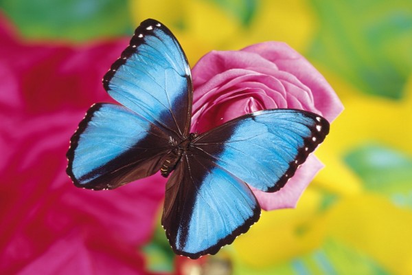 Mariposa azul en una rosa