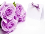Bonitas rosas color lila