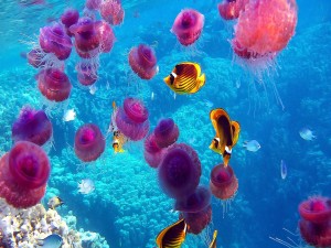 Fondo marino lleno de medusas y peces