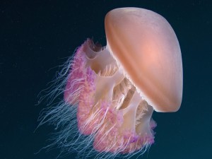 Medusa de tonos rosados