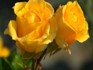 Dos rosas amarillas con rocío